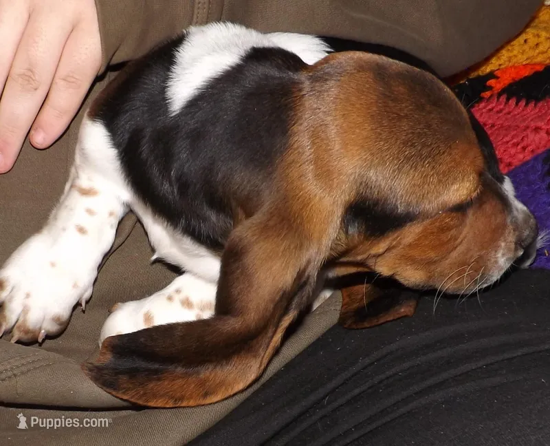 Poly – Basset Hound puppy for sale in Summersville, MO