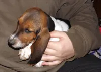 Poly, a female Basset Hound for sale in Summersville, MO – Photo 3 of 7