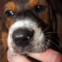 Poly, a female Basset Hound for sale in Summersville, MO – Photo 6 of 7