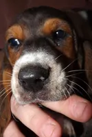 Poly, a female Basset Hound for sale in Summersville, MO – Photo 1 of 2