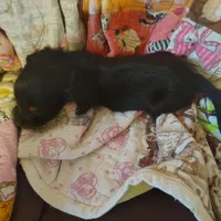daphne, a female Miniature Dachshund for sale in Summersville, MO – 3 of 5