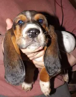 Donnie, a male Basset Hound for sale in Summersville, MO – Photo 1 of 2