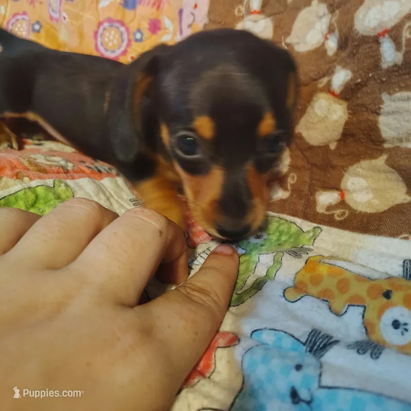 Fred – Miniature Dachshund puppy for sale in Summersville, MO