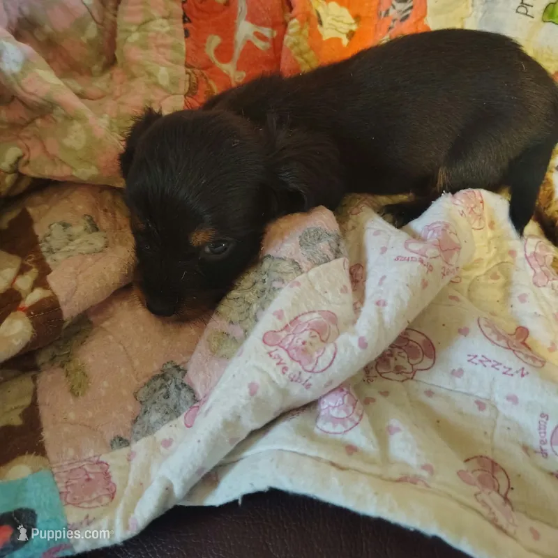 daphne – Miniature Dachshund puppy for sale in Summersville, MO