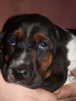 Ernie, a male Basset Hound for sale in Summersville, MO – Photo 1 of 2