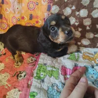 Shaggy, a male Miniature Dachshund for sale in Summersville, MO – 2 of 4