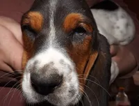 Maggie Mae, a female Basset Hound for sale in Summersville, MO – Photo 1 of 2
