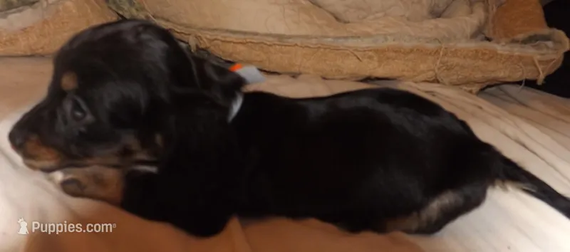 Marigold – Miniature Dachshund puppy for sale in Summersville, MO