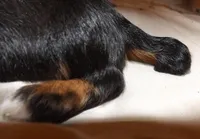 Marigold, a female Miniature Dachshund for sale in Summersville, MO – Photo 2 of 3