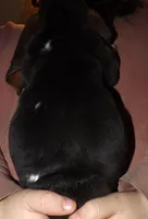 Bert, a male Basset Hound for sale in Summersville, MO – Photo 2 of 2