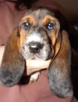 Bert, a male Basset Hound for sale in Summersville, MO – Photo 1 of 2