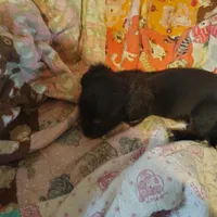 daphne, a female Miniature Dachshund for sale in Summersville, MO – 4 of 5