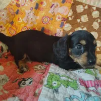 Shaggy, a male Miniature Dachshund for sale in Summersville, MO – 1 of 4