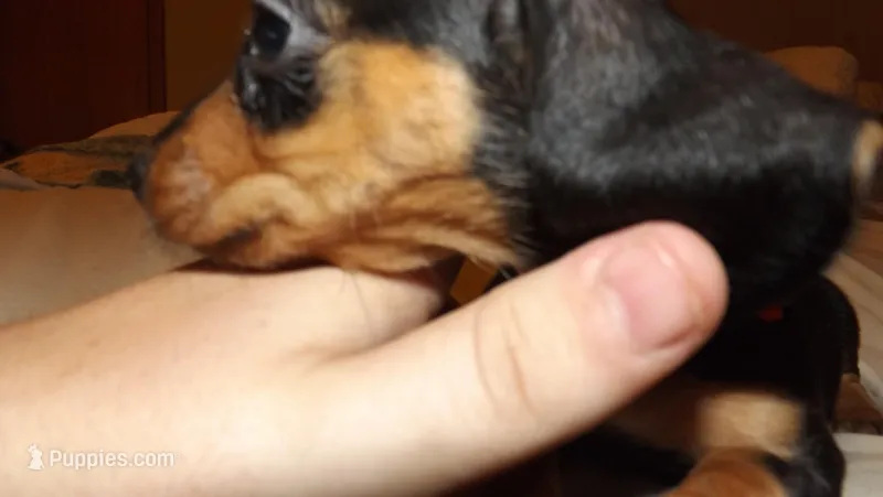 Blossum – Miniature Dachshund puppy for sale in Summersville, MO