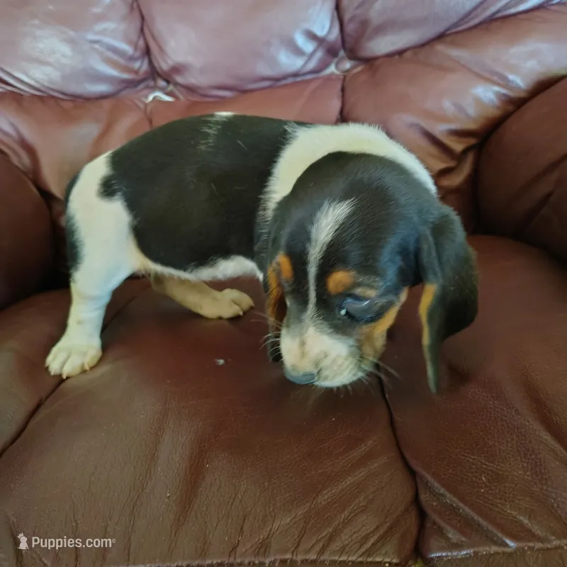 Maggie – Basset Hound puppy for sale in Summersville, MO