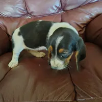 Maggie, a female Basset Hound for sale in Summersville, MO – 1 of 1