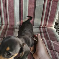 Rosebud, a female Miniature Dachshund for sale in Summersville, MO – 3 of 3