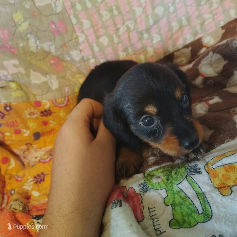 Velma – Miniature Dachshund puppy on hold in Summersville, MO