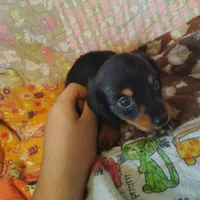 Velma, a female Miniature Dachshund for sale in Summersville, MO – 1 of 4