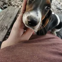Maggie, a female Basset Hound for sale in Summersville, MO – 3 of 5