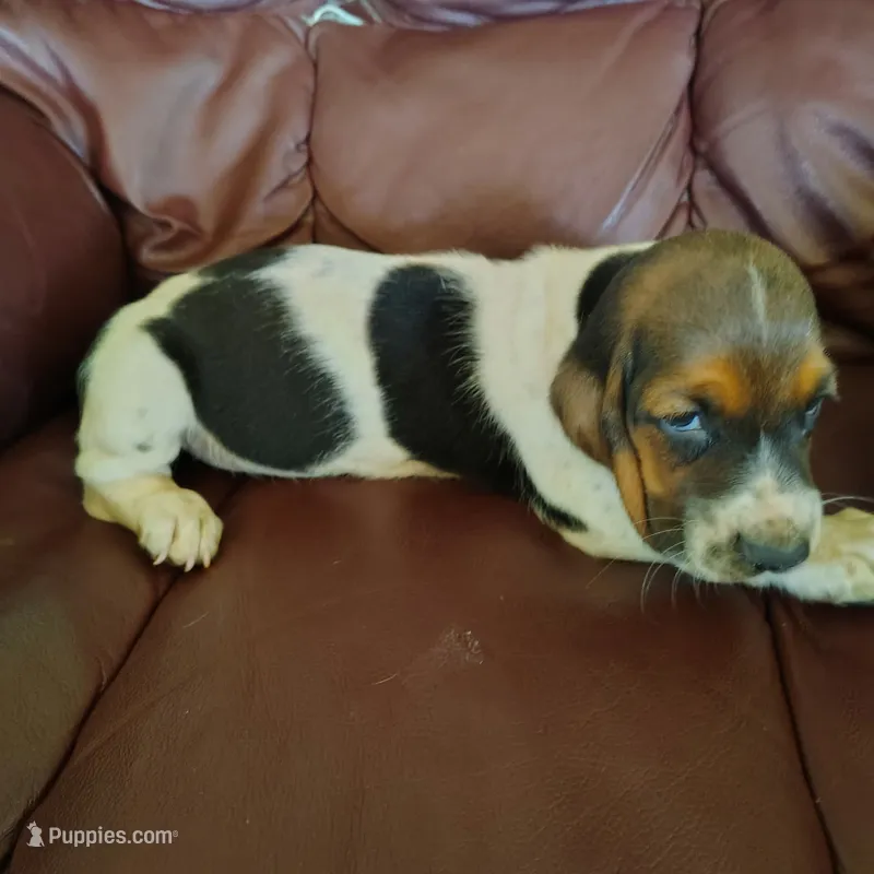 Bart – Basset Hound puppy for sale in Summersville, MO