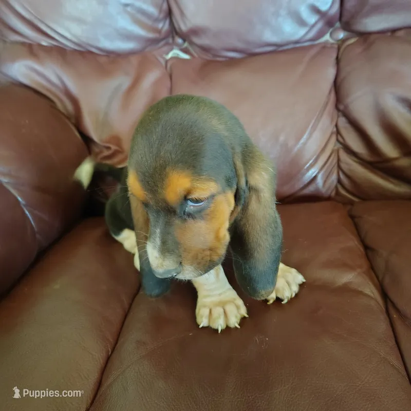 Lisa – Basset Hound puppy for sale in Summersville, MO