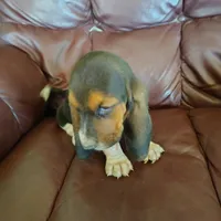 Lisa, a female Basset Hound for sale in Summersville, MO – 1 of 3