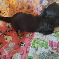 Shaggy, a male Miniature Dachshund for sale in Summersville, MO – 4 of 4