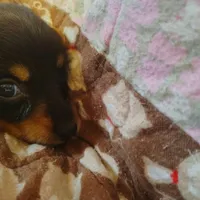 Velma, a female Miniature Dachshund for sale in Summersville, MO – 3 of 4