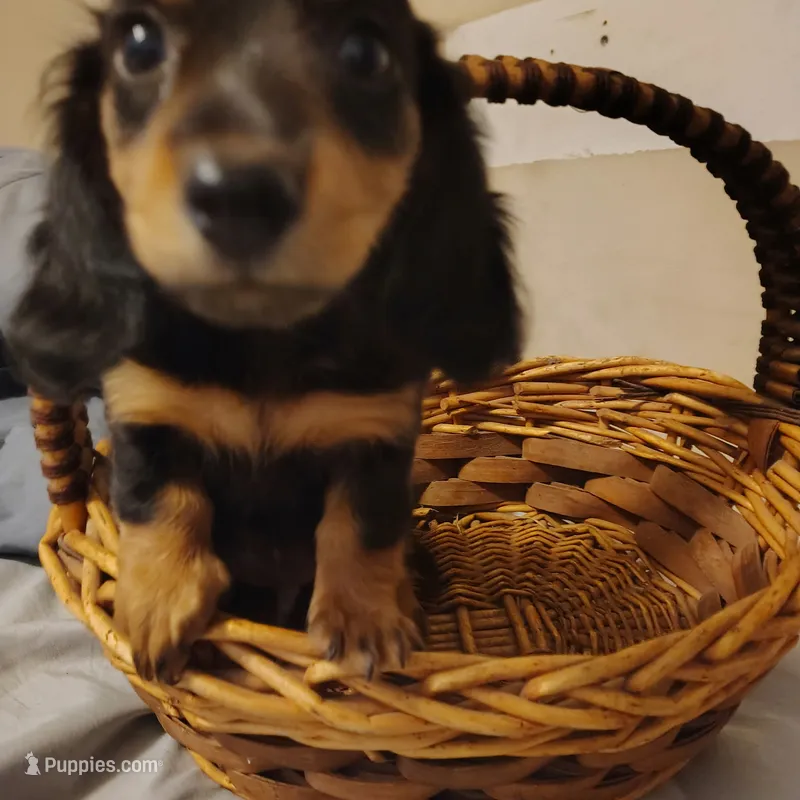 Moe – Miniature Dachshund puppy for sale in Summersville, MO