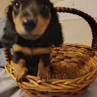 Moe, a male Miniature Dachshund for sale in Summersville, MO – 1 of 3