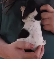 Duke, a male Miniature Dachshund for sale in Summersville, MO – Photo 1 of 2