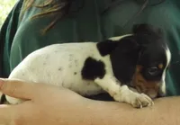 Duke, a male Miniature Dachshund for sale in Summersville, MO – Photo 2 of 2