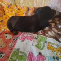 Velma, a female Miniature Dachshund for sale in Summersville, MO – 4 of 4