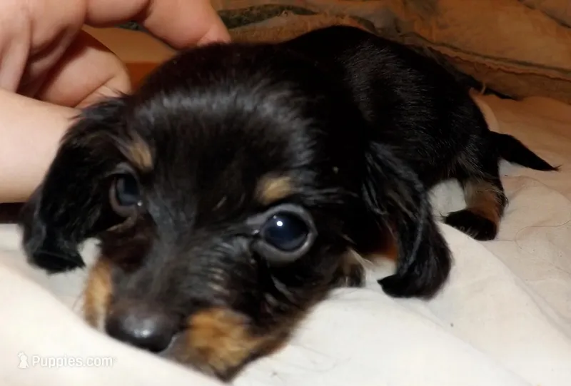 Eddie – Miniature Dachshund puppy for sale in Summersville, MO