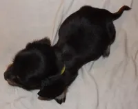 Eddie, a male Miniature Dachshund for sale in Summersville, MO – Photo 2 of 2