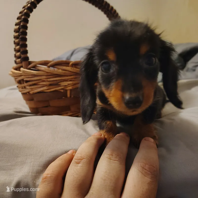 Larry – Miniature Dachshund puppy for sale in Summersville, MO