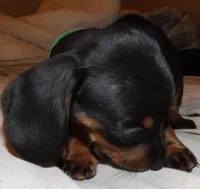 Peaches, a female Miniature Dachshund for sale in Summersville, MO – Photo 1 of 3