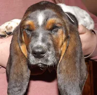 Mimi, a female Basset Hound for sale in Summersville, MO – Photo 1 of 2