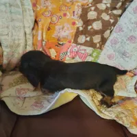 daphne, a female Miniature Dachshund for sale in Summersville, MO – 2 of 5