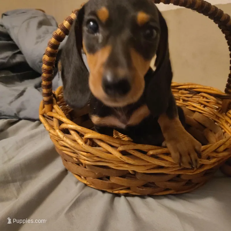 Curly – Miniature Dachshund puppy for sale in Summersville, MO