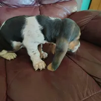 Lisa, a female Basset Hound for sale in Summersville, MO – 2 of 3
