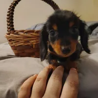 Moe, a male Miniature Dachshund for sale in Summersville, MO – 2 of 3