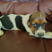 Bart, a male Basset Hound for sale in Summersville, MO – 2 of 2