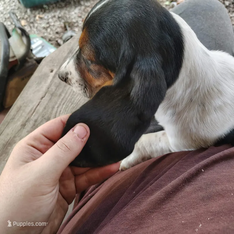 Maggie – Basset Hound puppy for sale in Summersville, MO