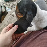 Maggie, a female Basset Hound for sale in Summersville, MO – 1 of 5