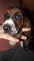 Drew, a male Basset Hound for sale in Summersville, MO – Photo 1 of 2