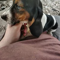 Maggie, a female Basset Hound for sale in Summersville, MO – 2 of 5
