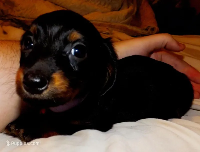 Andre – Miniature Dachshund puppy for sale in Summersville, MO