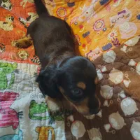 Shaggy, a male Miniature Dachshund for sale in Summersville, MO – 3 of 4